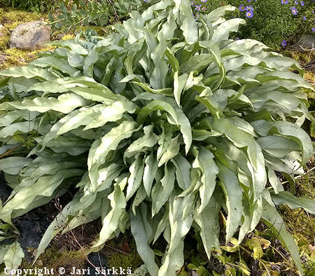 Pulmonaria 'Majeste', tarhaimikk